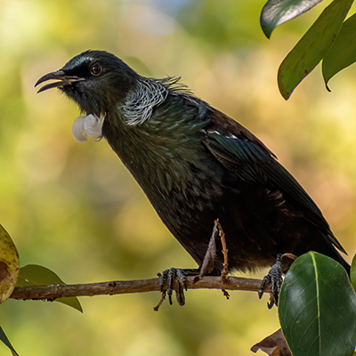 View of New Zealand tui bird on tree branch