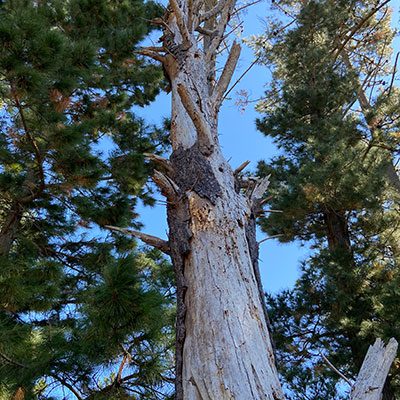 historic-tree-in-taupo